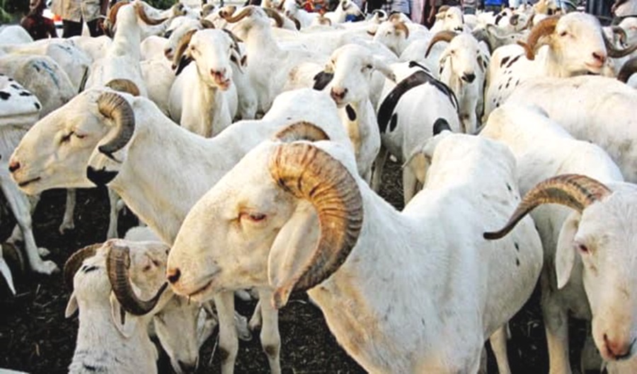 Port-Bouët/ Aid El Kébir : Le gouverneur Ibrahim Konaté offre 115 moutons et 05 bœufs aux fidèles musulmans Port-Bouët/ Aid El Kébir : Le gouverneur Ibrahim Konaté offre 115 moutons et 05 bœufs aux fidèles musulmans