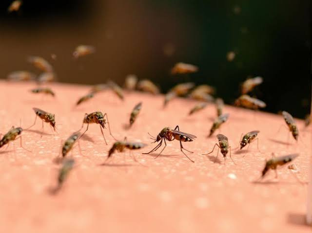 Piqûres de moustiques : voici pourquoi certaines gonflent beaucoup plus que d’autres